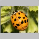 Harmonia axyridis - Asiatischer Marienkaefer 58.jpg